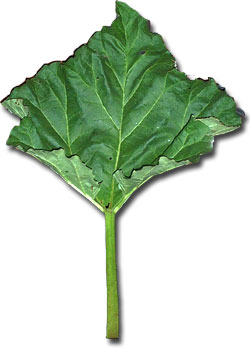 Rhubarb and Leaf