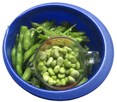 favas_shelled.jpg