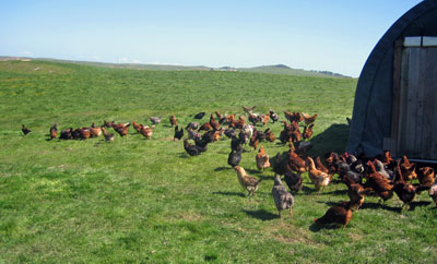 hens_eat_grass.jpg