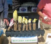 market_endive.jpg