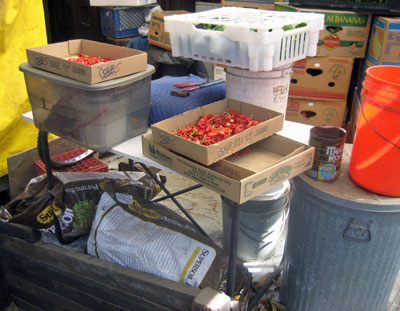 uft4_dry_peppers.jpg
