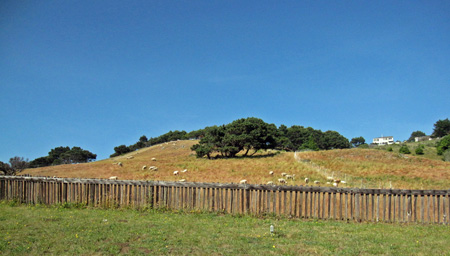 sr11_sheep the sea ranch sheep