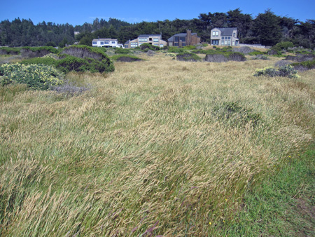sea grasses wave in the wind along the bluff trail