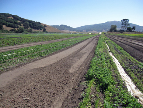 beds ready for planting